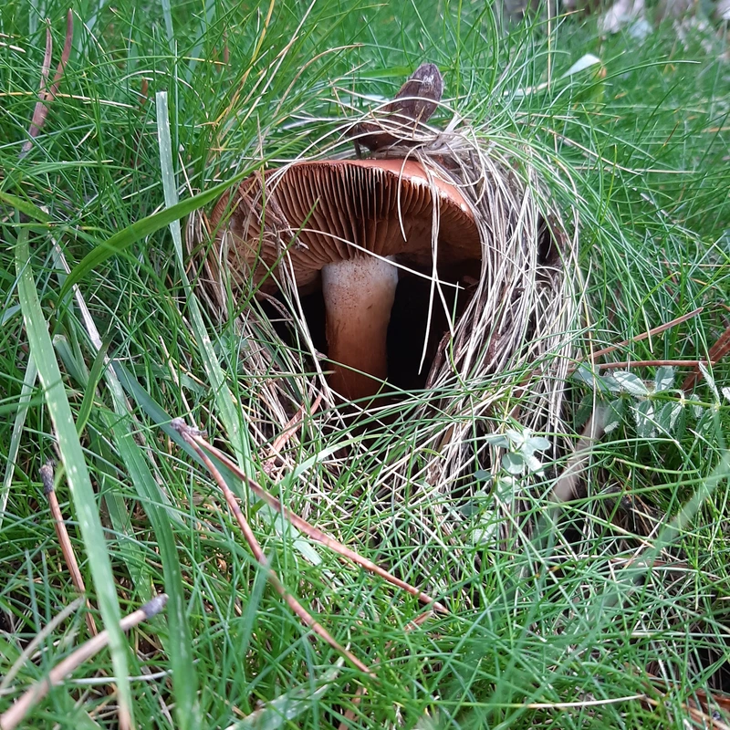 Boletus